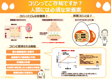 コリンってご存知ですか？