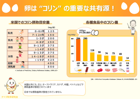 コリン摂取量