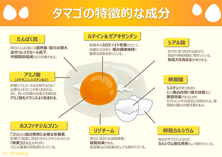 タマゴの特徴的な成分